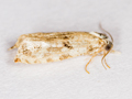 Phtheochroa sodaliana